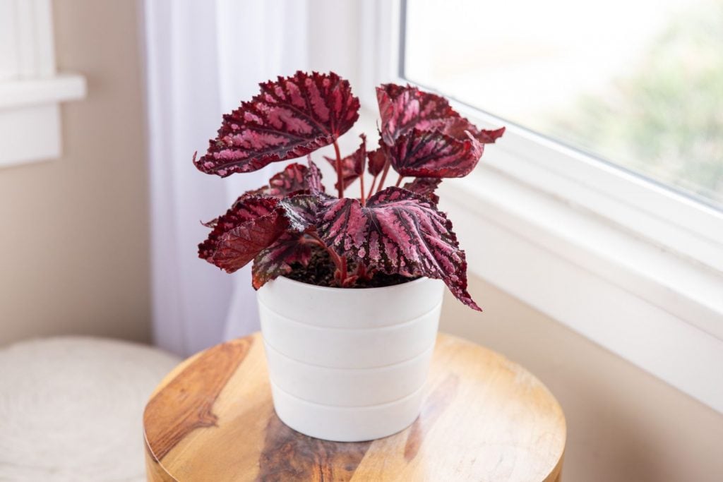 Rex Begonia