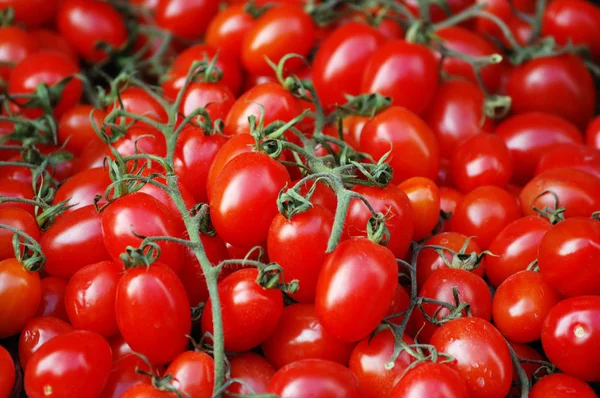 Roma Tomatoes Plant Care & Growing Tips