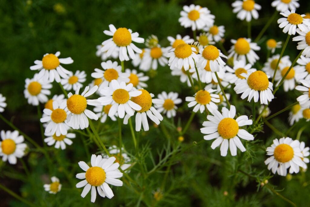 Roman Camomile