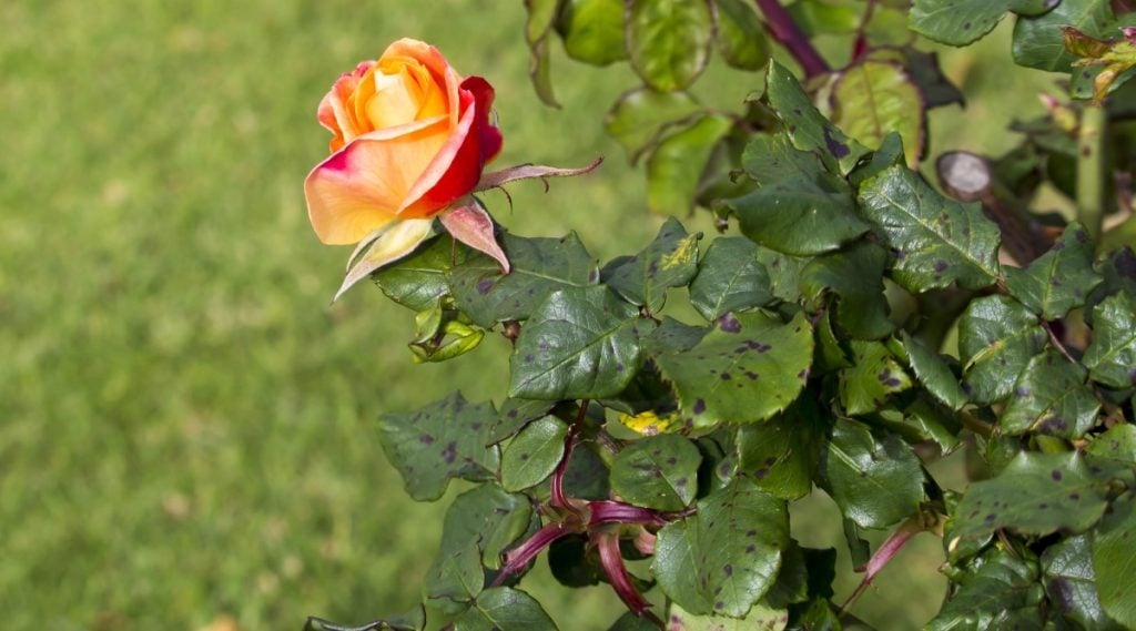 Rose-with-black-spot-