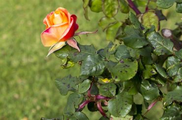 Rose-with-black-spot-