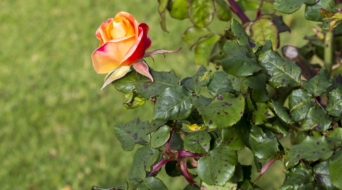 Rose-with-black-spot-