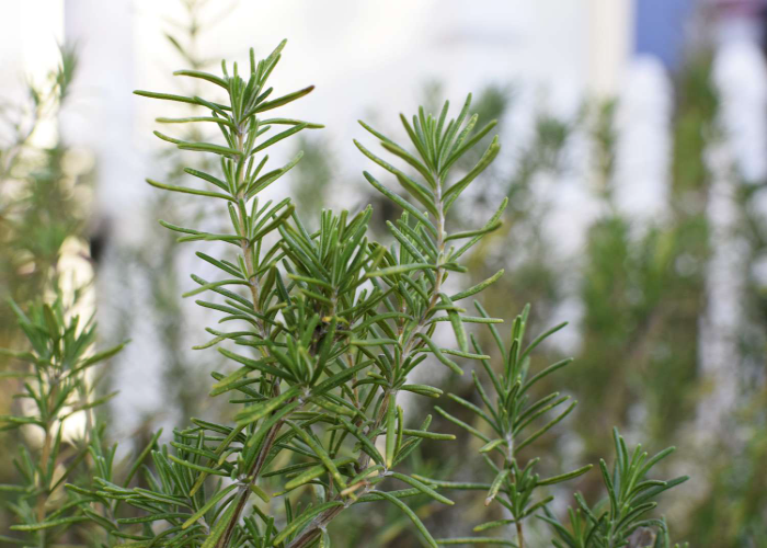 Rosemary