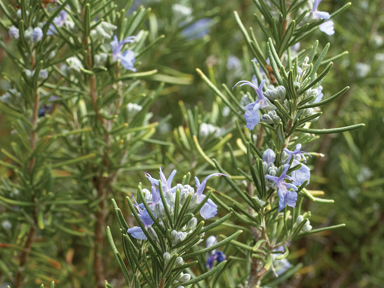 Rosemary