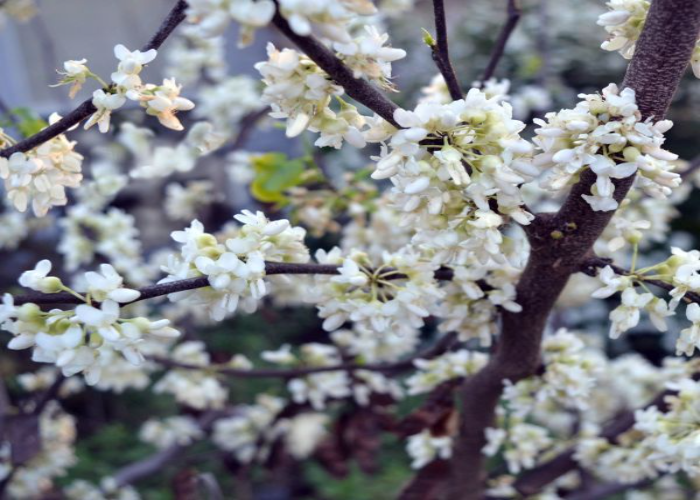 Royal White Redbud 