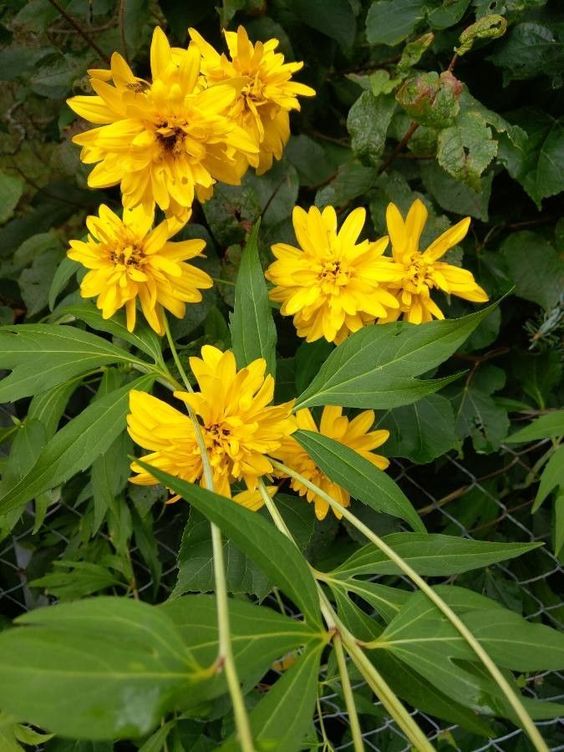 Rudbeckia Laciniata