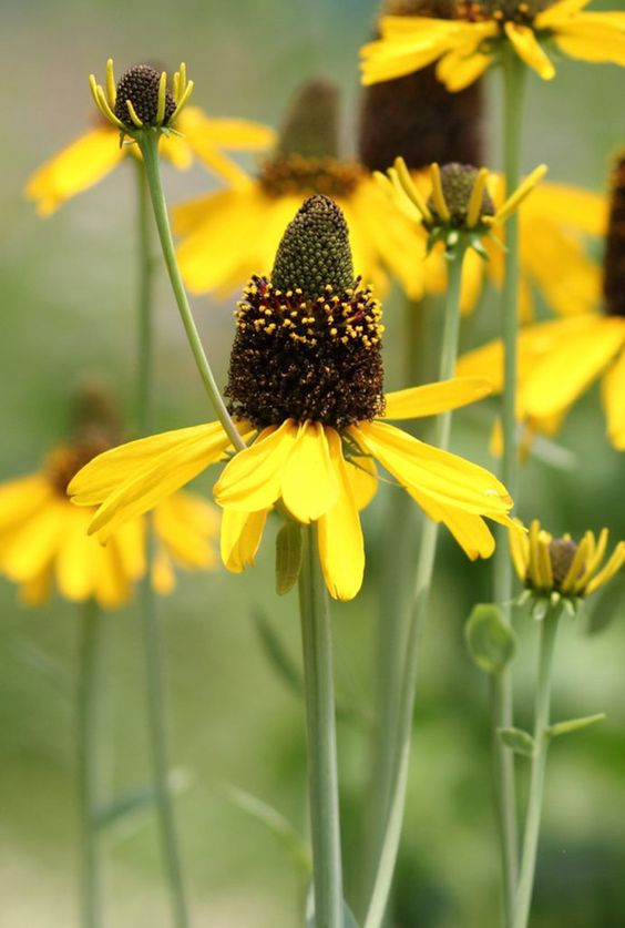 Rudbeckia Maxima