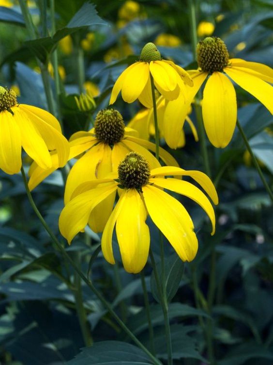 Rudbeckia Nitida