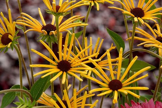 Rudbeckia Subtomentosa