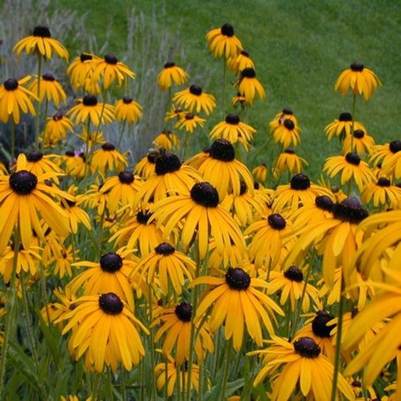 Rudbeckia Triloba