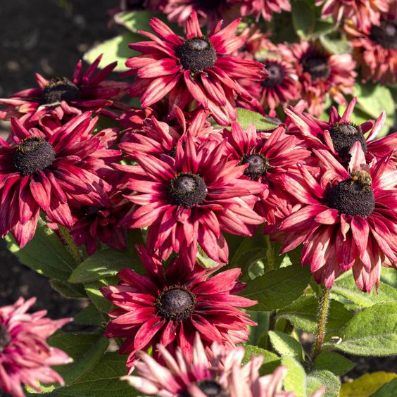 Rudbeckia hirta