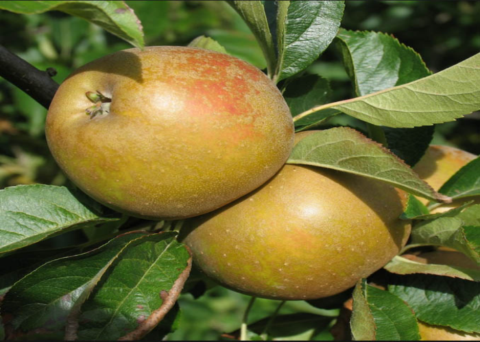 Russet Egremont