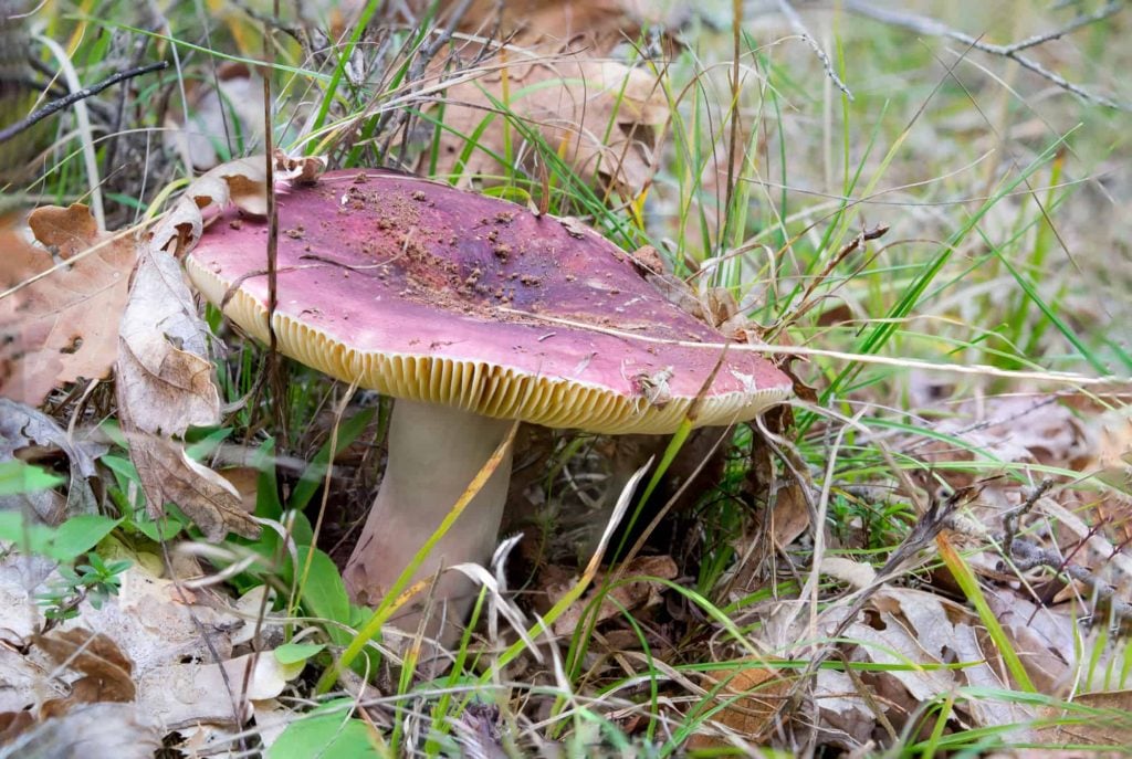 Russula Mushroom