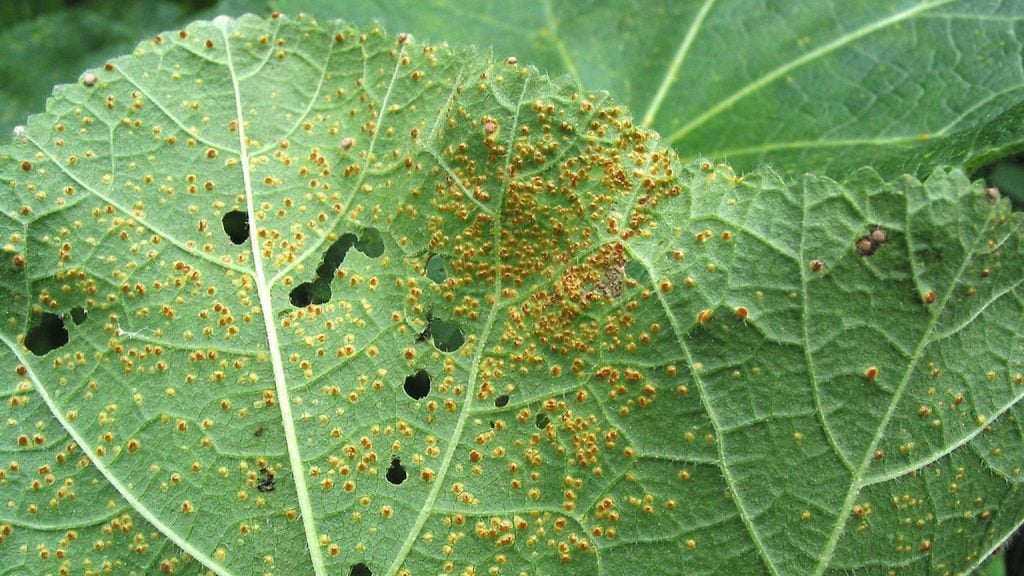 Rust Diseases