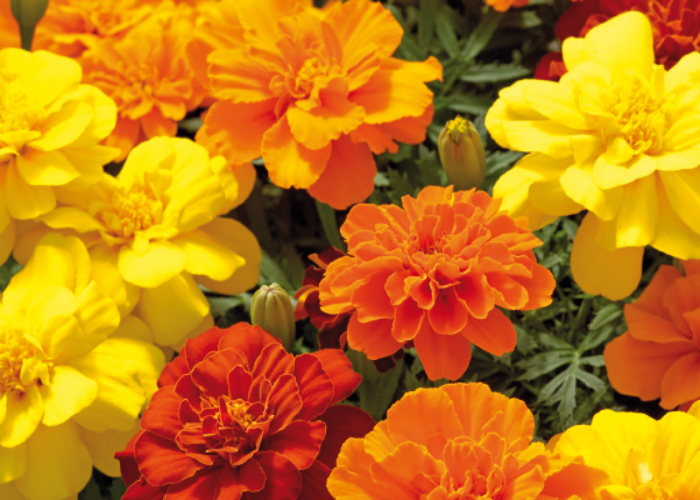 Safari Mixture Marigold (1)