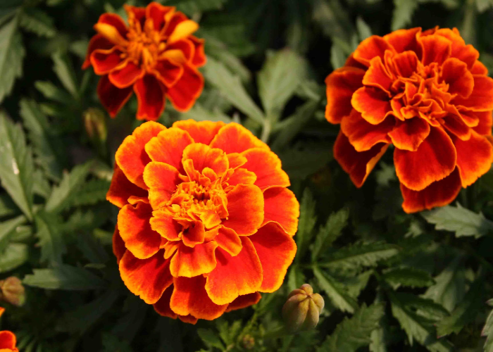 Safari Scarlet Marigold