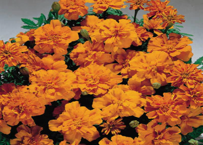 Safari Tangerine Marigold