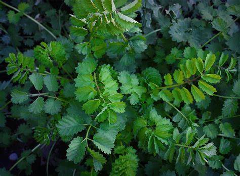 Salad Burnet 