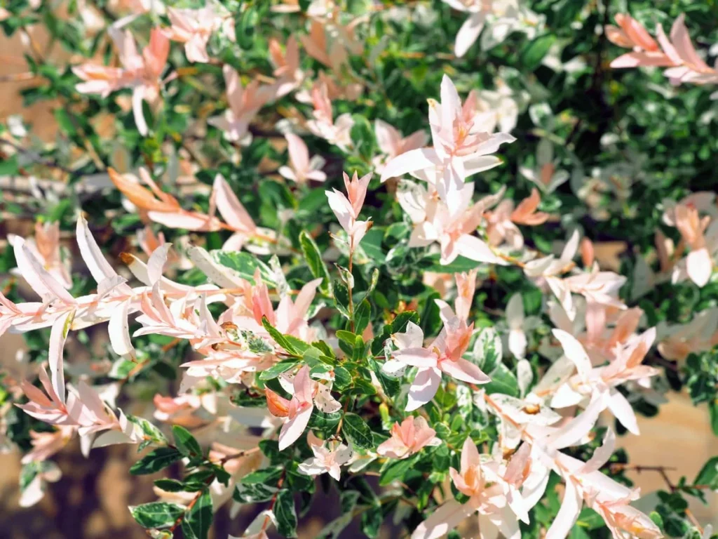 Salix Hakuro Nishiki: Japanese Willow.jpg