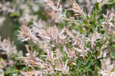 Salix Integra 'Hakuro-Nishiki' Plant Care Tips