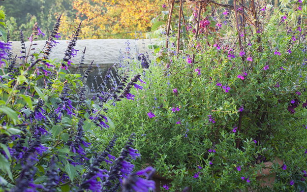 Salvia Amistad and Amante