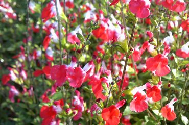 Salvia 'Hot Lips' Plant Care & Growing