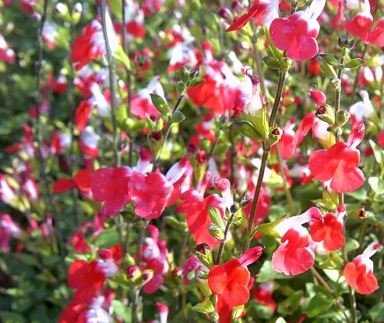 When and How to Cut Back Salvia ‘Hot Lips’ Plant: Caring Guide