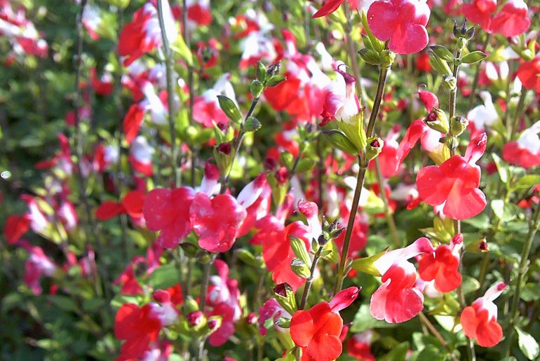 Salvia 'Hot Lips' Plant Care & Growing