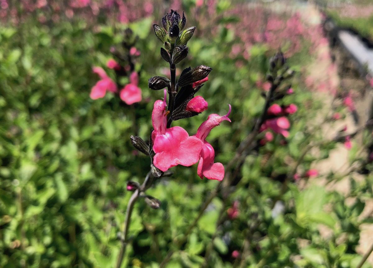 Salvia Microphylla