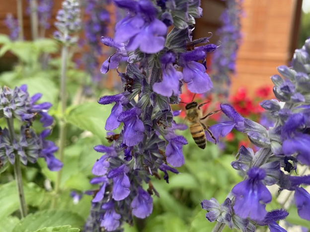 Salvia ‘Mystic Spires’