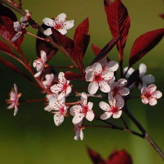 Sand Cherry