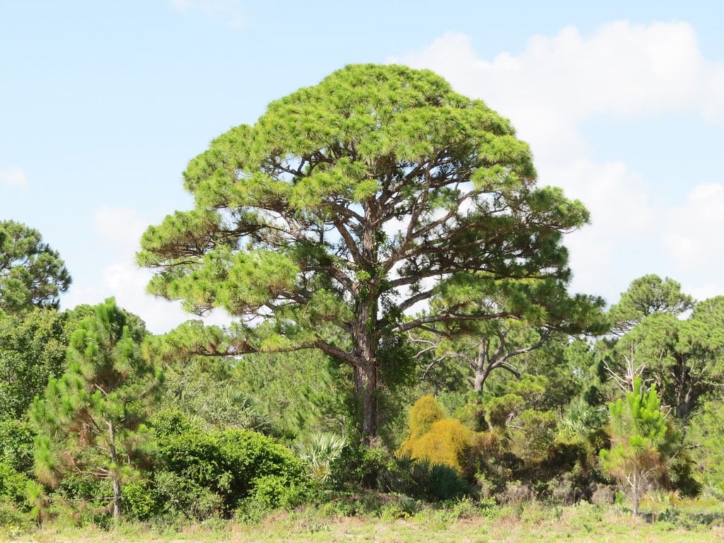 Sand Pine Tree