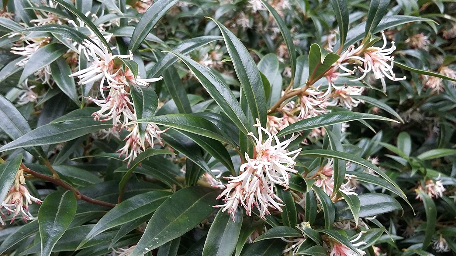 Sarcococca Confusa Sweet Box Caring Tips For Evergreen Plants The 