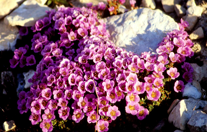 Saxifraga Oppositifolia