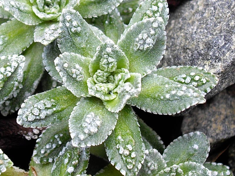 Saxifraga Paniculata