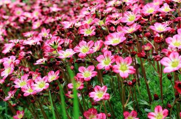 Saxifraga Types, Plant Care & Growing Tips