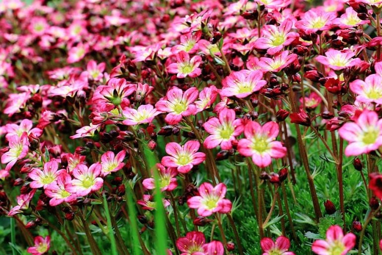 how-to-care-for-your-saxifraga-a-complete-guide-the-arches