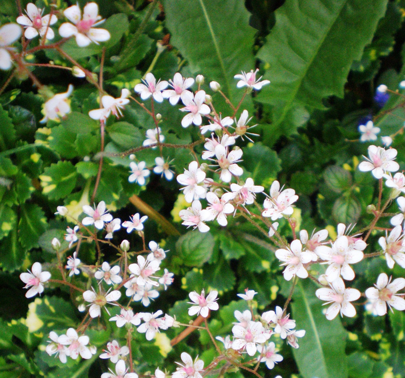 Saxifraga X Urbium