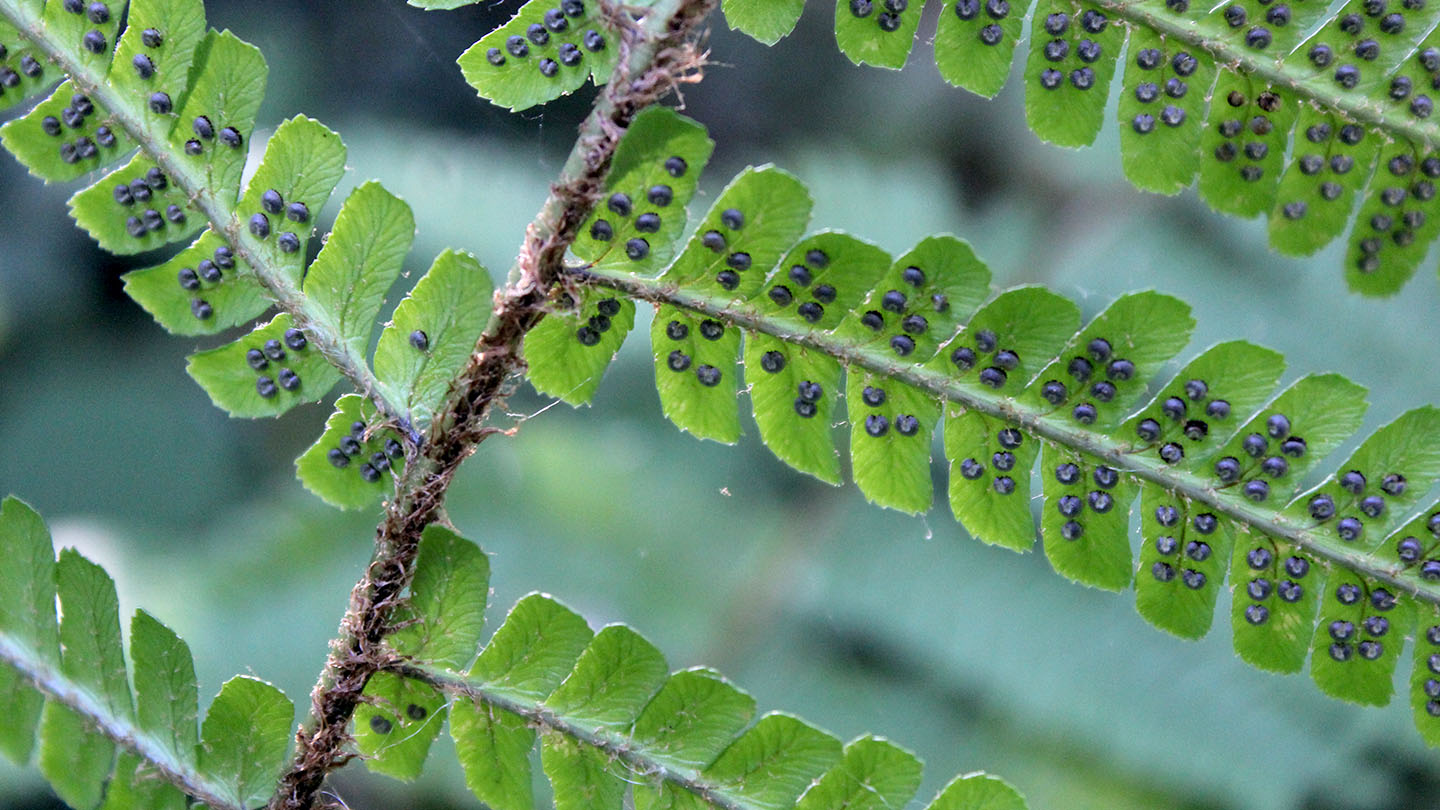 Scaly Male Fern (Dryopteris affinis)