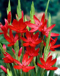 Schizostylis Coccinea- the Parent of The Group