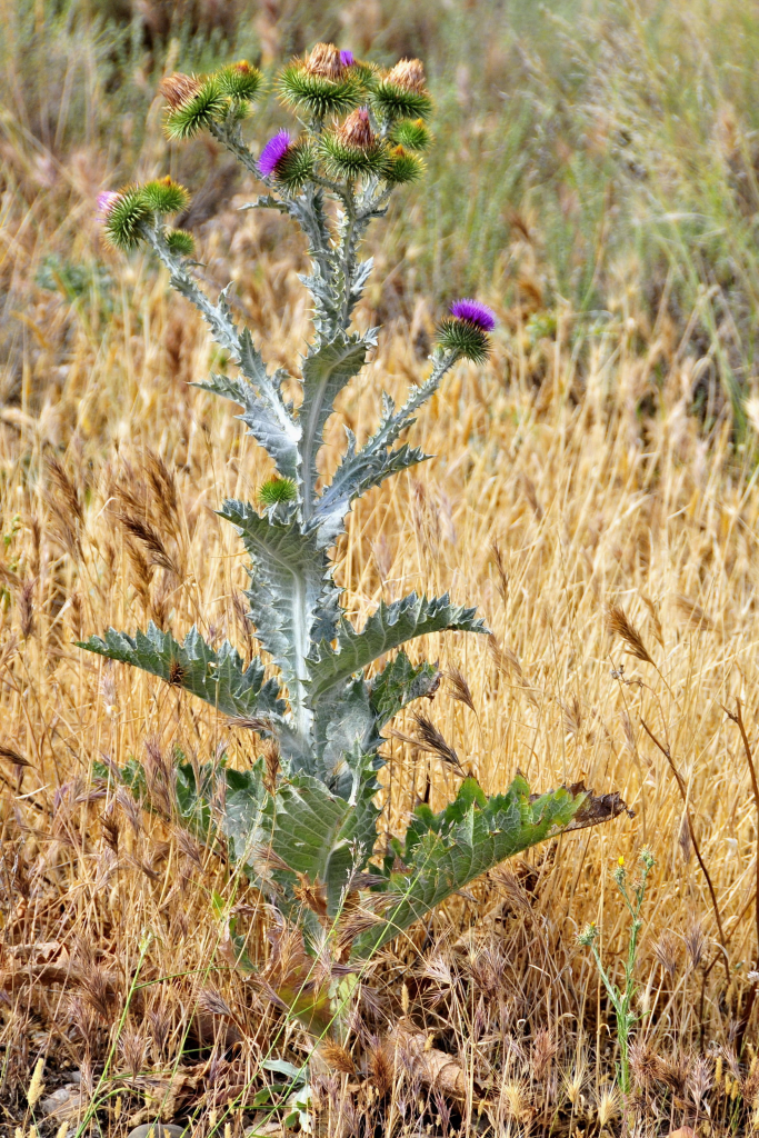 Scotch Cotton Thistle 