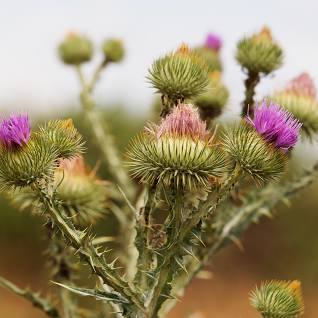 Scotch Thistle