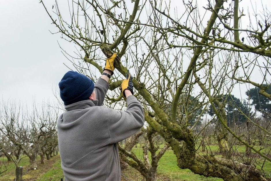 How To Deal With Woolly Aphid On Apple Trees