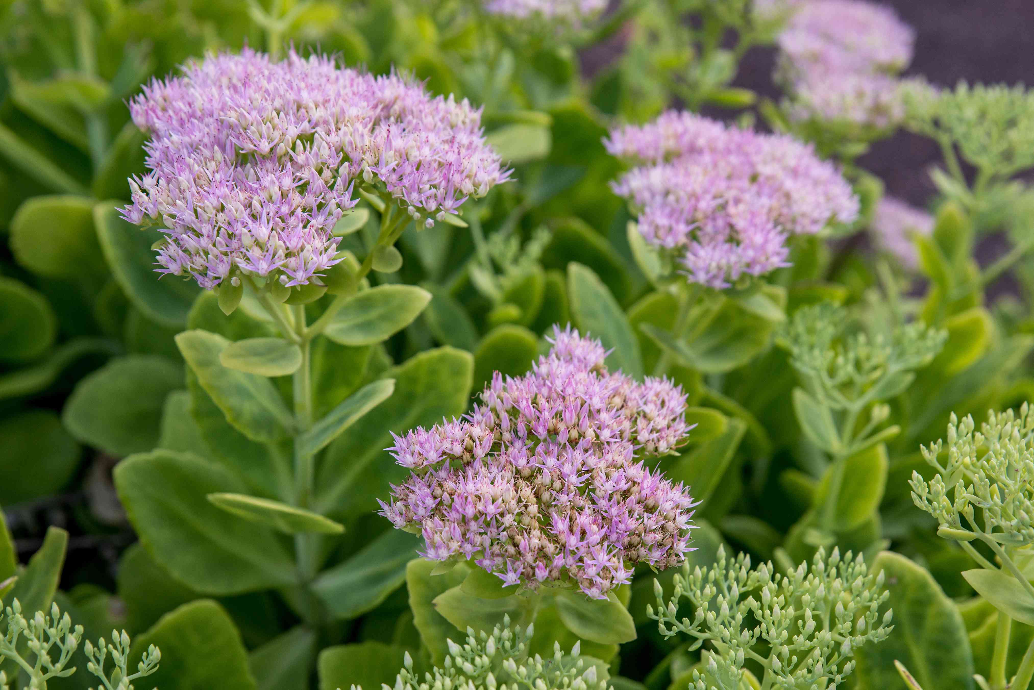 Sedum