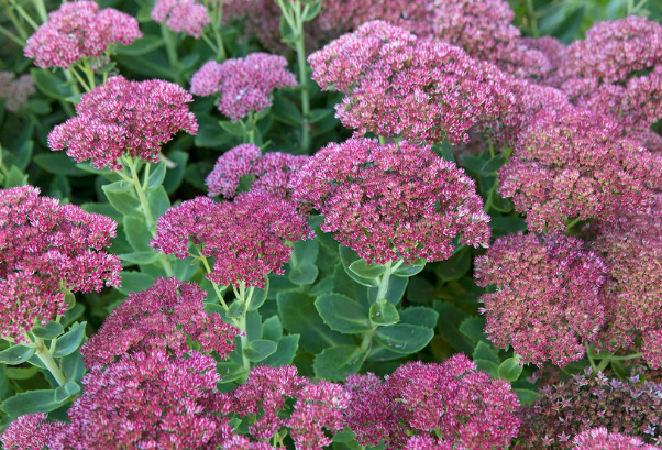 Sedum