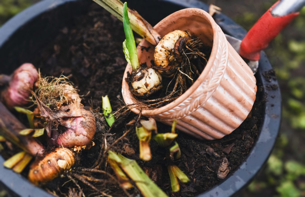 Select the Right Soil