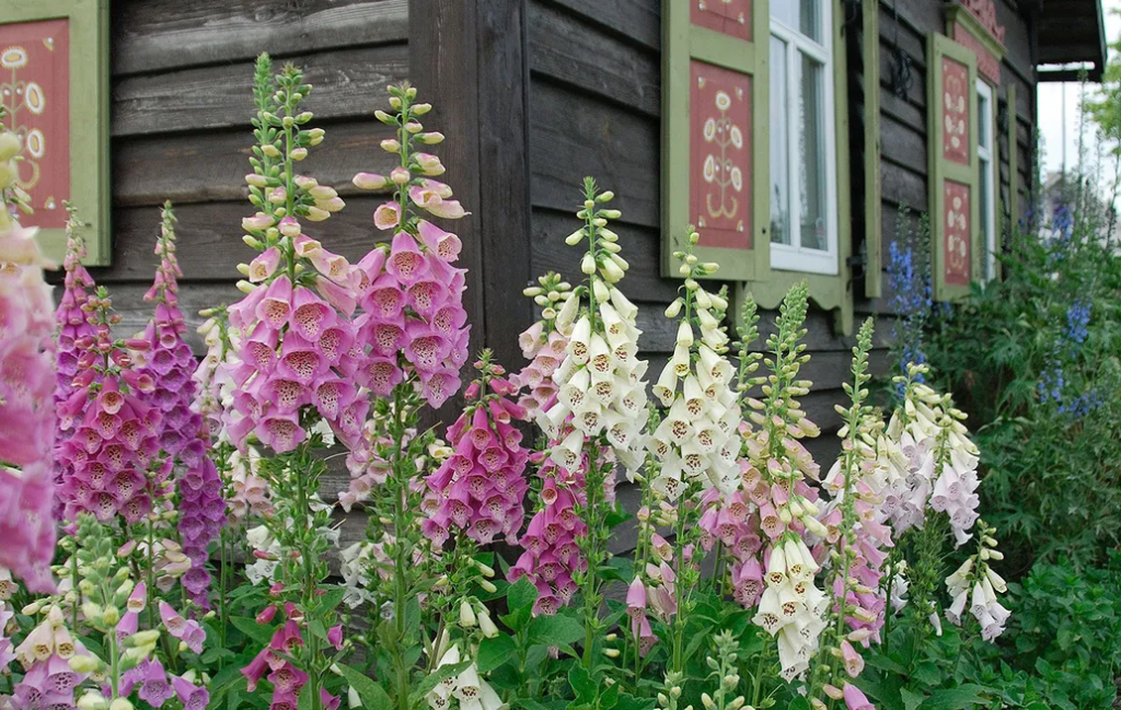 Select the Variety of Foxglove Seed You Like