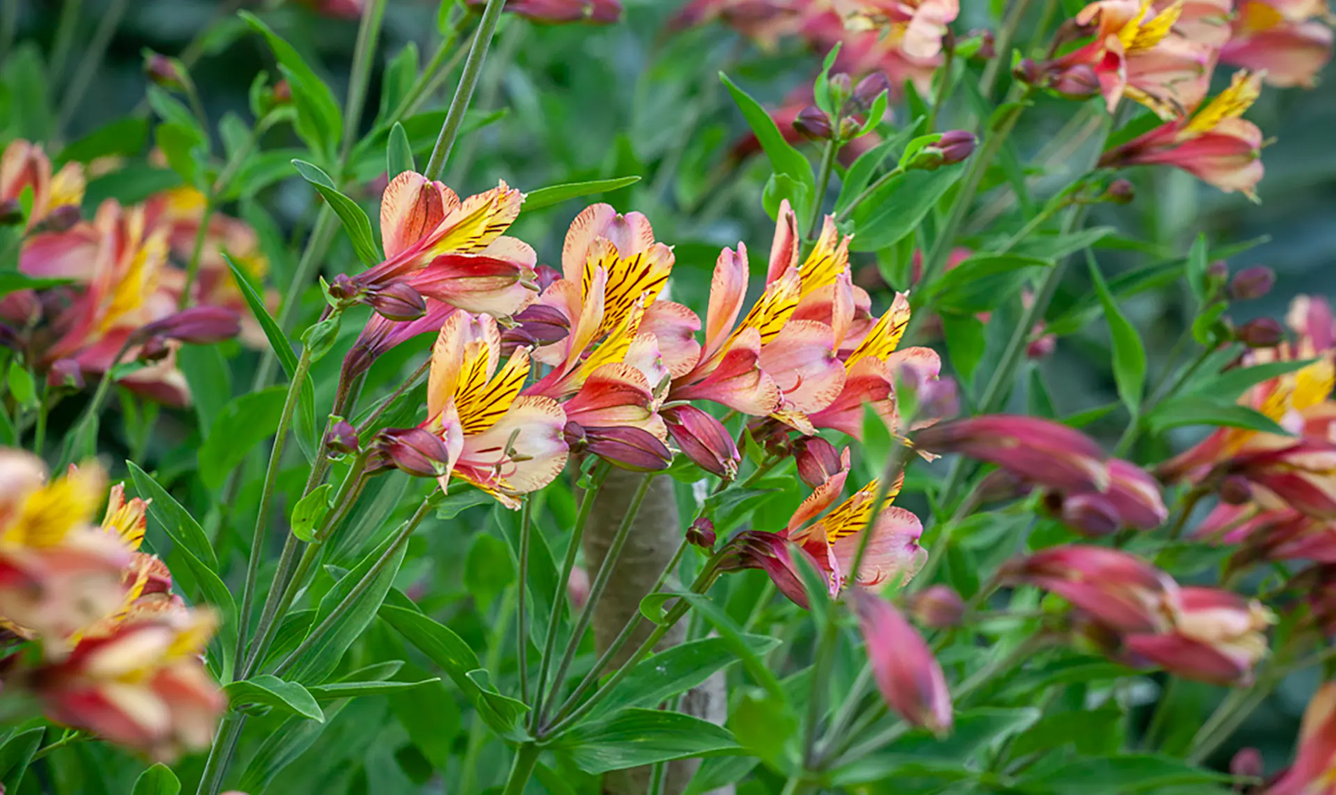 Selection of Parent Plant