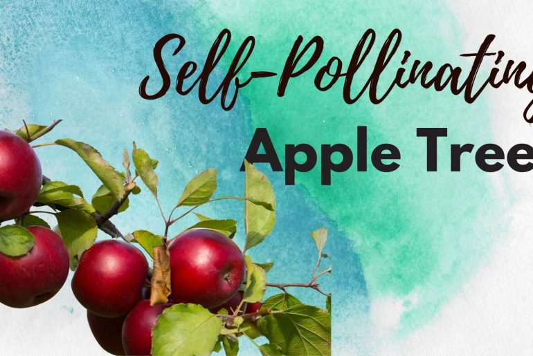 Self-Pollinating Apple Tree Types