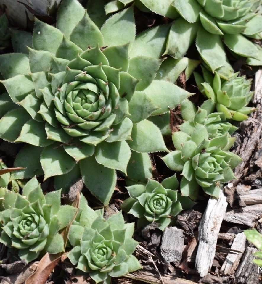 Sempervivum Tectorum